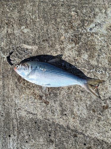 コノシロの釣果