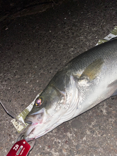 ヒラスズキの釣果