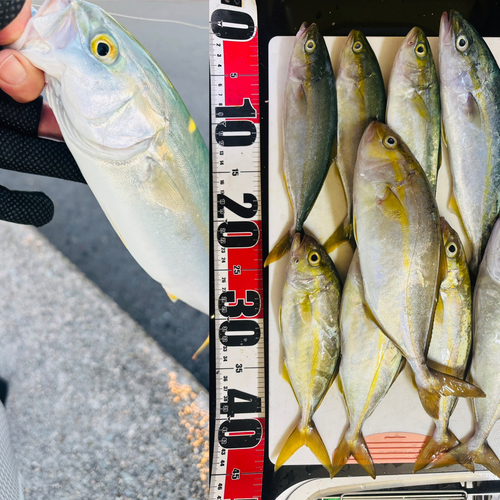 カンパチの釣果