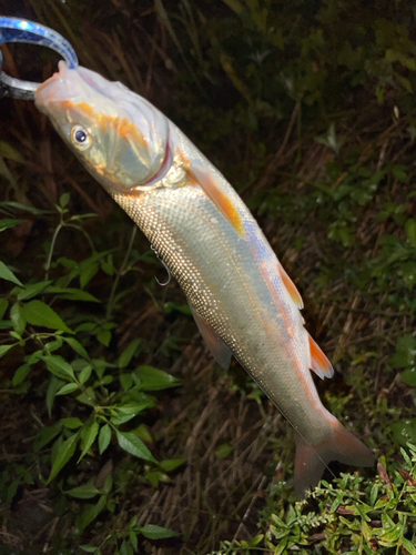 ウグイの釣果