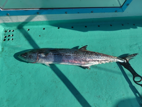 サワラの釣果