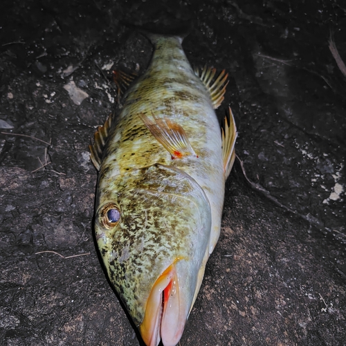 ムネアカクチビの釣果