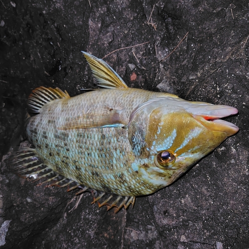 タマンの釣果