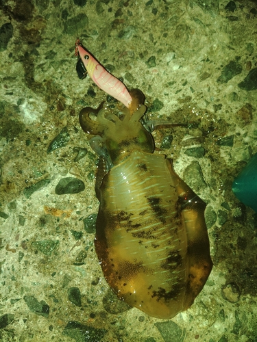 アオリイカの釣果