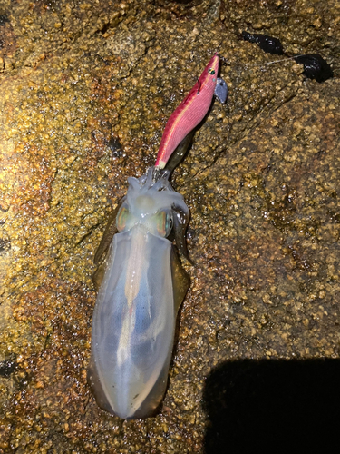 県漁連裏