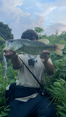 ラージマウスバスの釣果