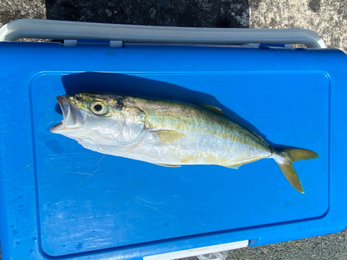 ワカシの釣果