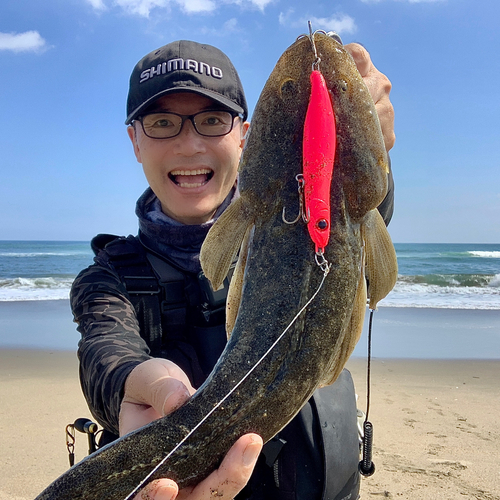 マゴチの釣果