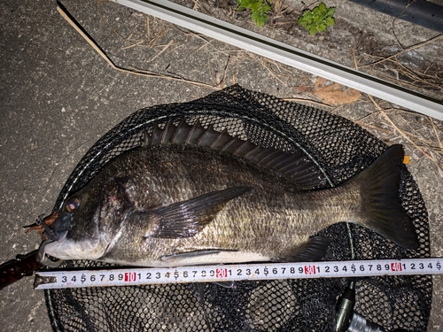 クロダイの釣果