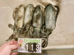 アオリイカの釣果