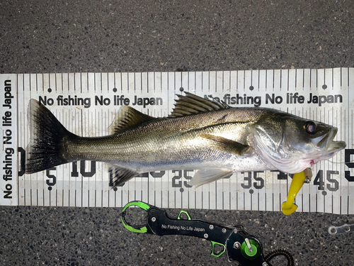 シーバスの釣果