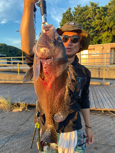 コショウダイの釣果