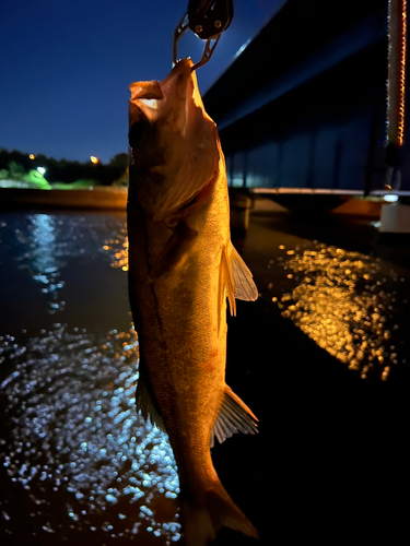 シーバスの釣果