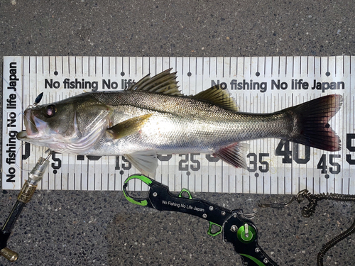 シーバスの釣果