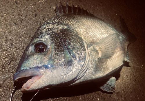 チヌの釣果