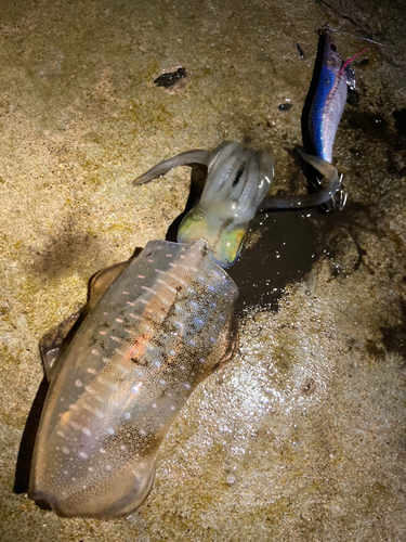 アオリイカの釣果