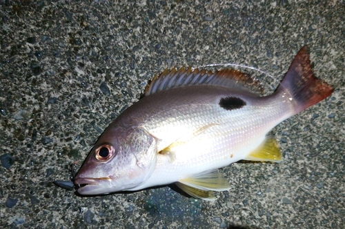 クロホシフエダイの釣果