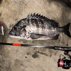 クロダイの釣果