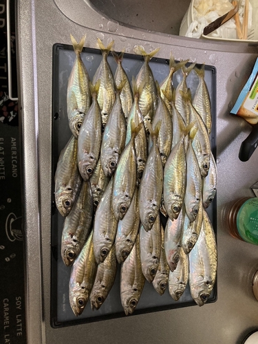 アジの釣果