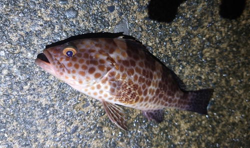 オオモンハタの釣果