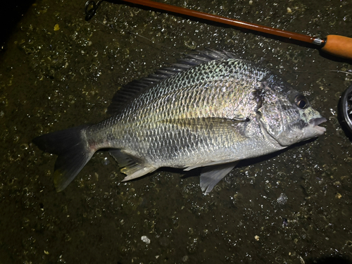 キビレの釣果