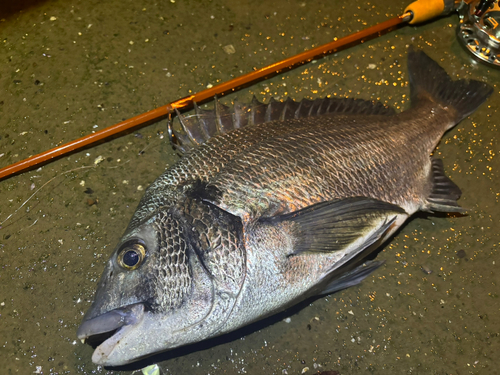 クロダイの釣果