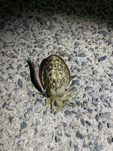 モンゴウイカの釣果