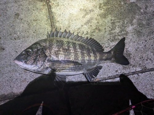 クロダイの釣果