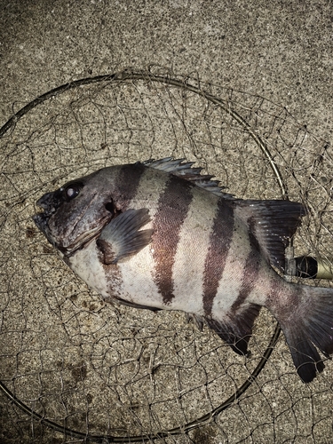 イシダイの釣果