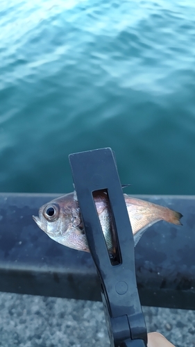 ミナミハタンポの釣果