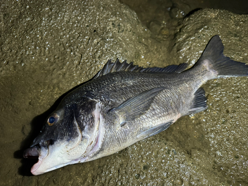 チヌの釣果