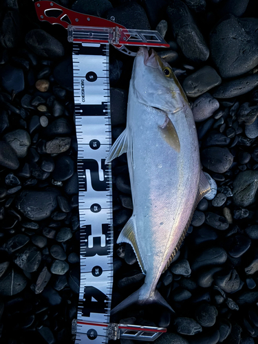 ショゴの釣果