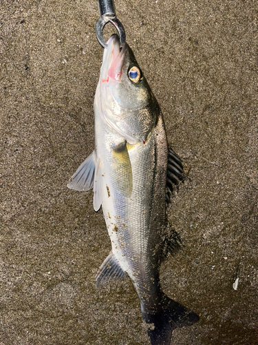 フッコ（マルスズキ）の釣果