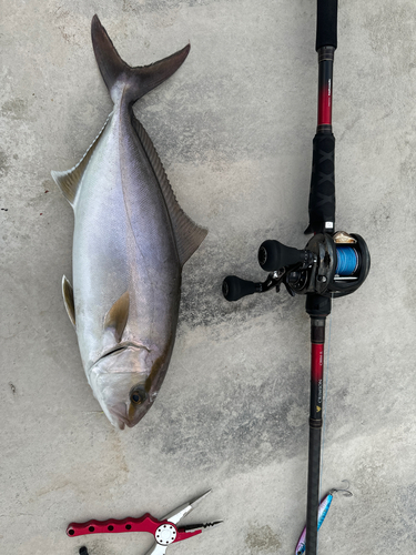 ショゴの釣果