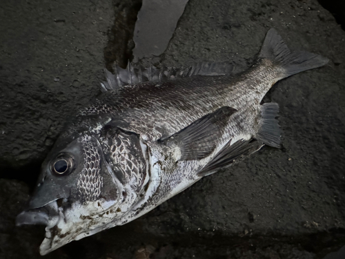 チヌの釣果