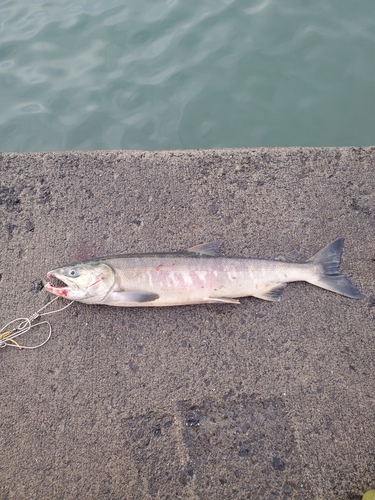 アキアジの釣果