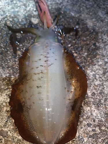 アオリイカの釣果