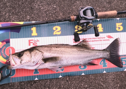 シーバスの釣果