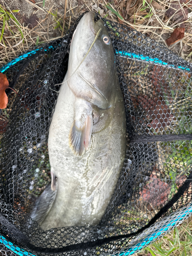 ナマズの釣果