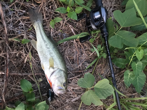 ブラックバスの釣果