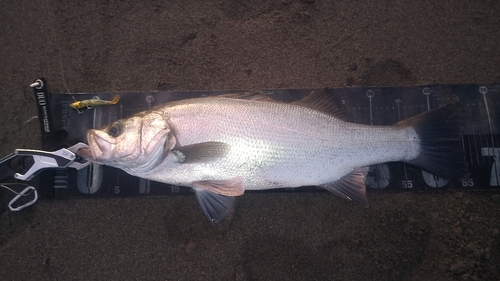 ヒラスズキの釣果