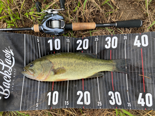 ラージマウスバスの釣果