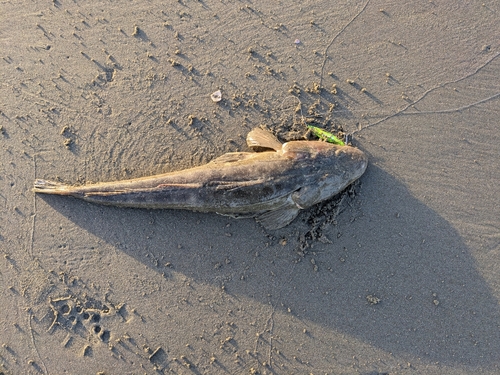 マゴチの釣果