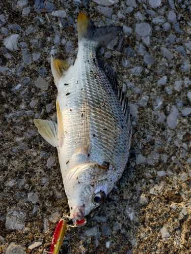 キビレの釣果