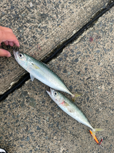 サバの釣果