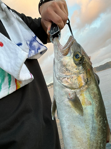 カンパチの釣果