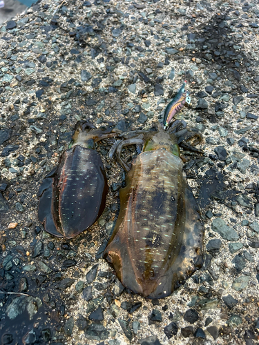 アオリイカの釣果