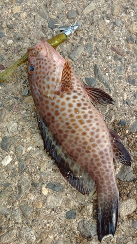 オオモンハタの釣果