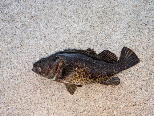 タケノコメバルの釣果