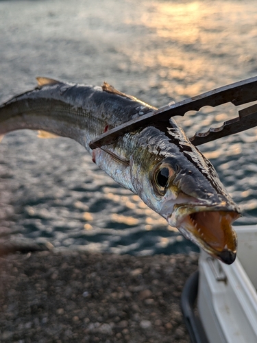 カマスの釣果